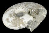 Ammonite (Pachydiscus) Fossil - Alaska #180826-2